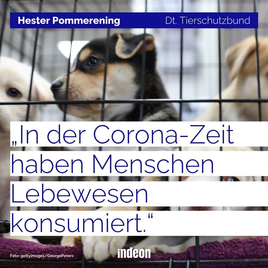 Hunde während Corona