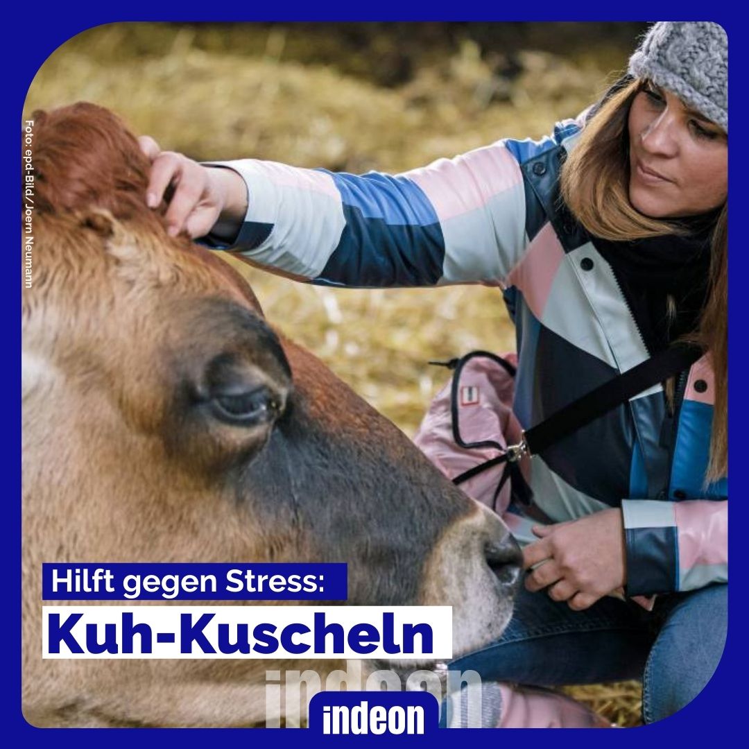 Kuh-Kuscheln hilft gegen Stress